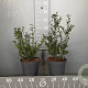 Ilex crenata 'Caroline Upright' 30-40 cm 3,0L