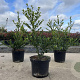 Ilex crenata 'Green Hedge' 30-40 cm 3,0L