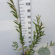 Salix alba vitellina 350-400 cm draadkluit meerstammig