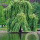 Salix babylonica 'Pendula' 25-30 HO draadkluit