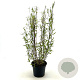Salix babylonica 'Tortuosa' 30-40 cm 3,0L