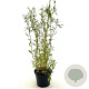 Salix 'Erythroflexuosa' 25-30 cm 3,0L