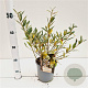 Salix helvetica 20-30 cm 2,5L