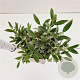 Salix helvetica 20-30 cm 2,5L