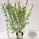 Salix integra 'Hakuro-nishiki' 40-50 cm 2,5L