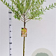 Salix integra 'Hakuro-nishiki' 60 cm stam 4,0L