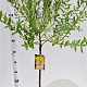 Salix integra 'Hakuro-nishiki' 60 cm stam 4,0L