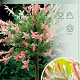 Salix integra 'Hakuro-nishiki' 150 cm stam 7,5L
