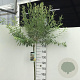 Salix integra 'Hakuro-nishiki' 150 cm stam 7,5L