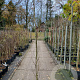 Liquidambar s. 'SlenderSilhouette' 200-225 cm 10L