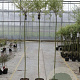 Salix integra 'Hakuro-nishiki' 180 cm stam 7,5L