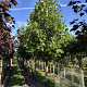 Liriodendron tulipifera 20-25 HO draadkluit