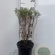 Salix purpurea 'Nana' 30-40 cm 3,0L