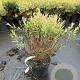 Salix purpurea 'Nana' 30-40 cm 3,0L