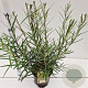 Salix rosmarinifolia 60-80 cm 4,5L