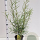 Salix rosmarinifolia 60-80 cm 4,5L