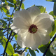Magnolia sieboldii 14-16 cm container