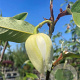 Magnolia sieboldii 14-16 cm container
