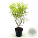 Salix udensis 'Golden Sunshine' 30-35 cm 3,0L