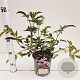 Sambucus nigra Black Beauty 30-40 cm 2,5L