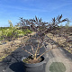 Sambucus nigra Black Beauty 40-60 cm 7,5L