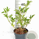Sambucus nigra Gold Spark 40-50 cm 3,0L
