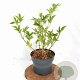 Sambucus nigra Gold Spark 40-50 cm 3,0L