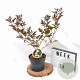 Sambucus nigra 'Guincho Purple' 30-40 cm 3,0L