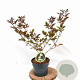 Sambucus nigra 'Guincho Purple' 30-40 cm 3,0L