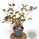 Sambucus nigra 'Thundercloud' 30-40 cm 3,0L
