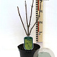 Sambucus racemosa 'Plumosa Aurea' 40-50 cm 3,0L