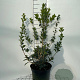 Osmanthus heterophyllus 60-80 cm 7,5L