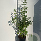 Philadelphus 'Virginal' 100-125 cm 7,5L solitair