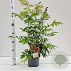 Sorbaria sorbif. 'Sem' 40-50 cm 2,5L