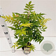 Sorbaria sorbif. 'Sem' 40-50 cm 2,5L