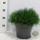 Pinus mugo mugo 30-40 cm 5,0L