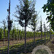 Pyrus elaeagnifolia 'Silver Sails' 12-14 HO draadkluit
