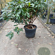 Rhododendron pont. 'Roseum' 70-80 cm 45L bol najaarspotting