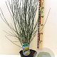 Spartium junceum 40-50 cm 3,0L