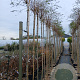 Robinia ps. 'Umbraculifera' 225 cm stam 20L 6-8