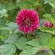 Rubus spectabilis 'Olympic Double' 175-200 cm draadkluit struik op Stam