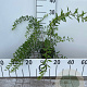 Spiraea cinerea 'Grefsheim' 30-40 cm C1.3