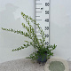 Spiraea cinerea 'Grefsheim' 30-40 cm C1.3