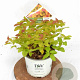 Spiraea Double Play Big Bang 30-40 cm 3,0L