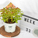Spiraea Double Play Big Bang 30-40 cm 3,0L