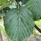 Sorbus aria 'Lutescens' 12-14 HO draadkluit 3 X verplant