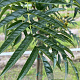 Sorbus 'Dodong' 12-14 HO draadkluit 3 X verplant