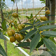 Sorbus 'Dodong' 12-14 HO draadkluit 3 X verplant