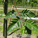 Sorbus intermedia 16-18 HO draadkluit 3 X verplant