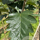 Sorbus intermedia 'Brouwers' 12-14 HO draadkluit 3 X verplant